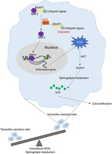 MCL restrained ROS/AKT/ASAH1 pathway to therapy tamoxifen resistance breast cancer by stabilizing NRF2