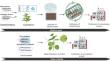 Green biotherapeutics: overcoming challenges in plant-based expression platforms