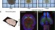 High-Speed Clearing and High-Resolution Staining for Analysis of Various Markers for Neurons and Vessels.