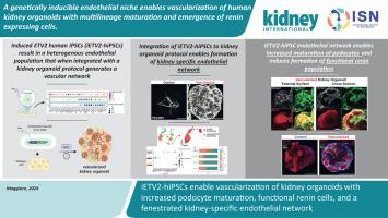 A genetically inducible endothelial niche enables vascularization of human kidney organoids with multilineage maturation and emergence of renin expressing cells.