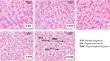 Replacing soybean meal with fermented rapeseed meal in diets: potential effects on growth performance, antioxidant capacity, and liver and intestinal health of juvenile tilapia (Oreochromis niloticus).