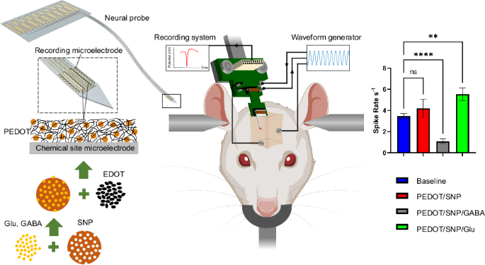 Fully flexible implantable neural probes for electrophysiology recording and controlled neurochemical modulation.