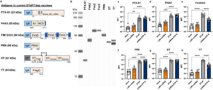 Multivalent mRNA-DTP vaccines are immunogenic and provide protection from Bordetella pertussis challenge in mice.