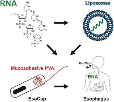 Stability of Free and Liposomal Encapsulated RNA on a Mucoadhesive PVA Polymer for Esophageal RNA Drug Targeting Using the EsoCap System