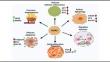 Multifaceted role of phytoconstituents based nano drug delivery systems in combating TNBC: A paradigm shift from chemical to natural.