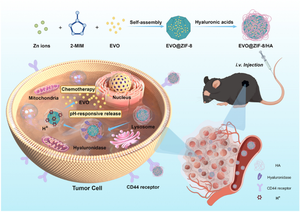 Evodiamine encapsulated by hyaluronic acid modified zeolitic imidazolate framework-8 for tumor targeted therapy.