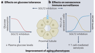 SGLT2 regulates immune-mediated senolysis