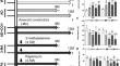 Autophagy Regulation Attenuates Neuroinflammation and Cognitive Decline in an Alzheimer's Disease Mouse Model with Chronic Cerebral Hypoperfusion.