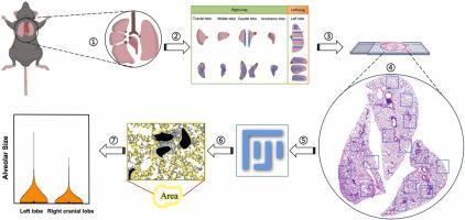 A simple and economical method for unbiasedly quantifying the alveolar size of entire mouse lung tissue utilizing Hematoxylin and Eosin Staining