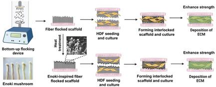 Enoki‐Inspired Microfibers and Extracellular Matrix Enhance Biaxially Interlocking Interfaces