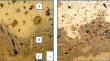 Composition and Structure of Surface Layer in Composite Castings from Gray Cast Iron Formed Using Chromium-Ferroboron Master Alloys