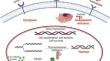 Unlocking therapeutic potential: exploring indole scaffolds and their structural insights as pharmacophores in designing anti-breast cancer agents