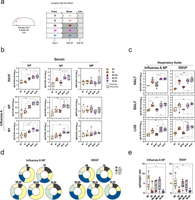 Systemic prime mucosal boost significantly increases protective efficacy of bivalent RSV influenza viral vectored vaccine.