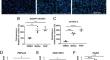 Heterocyclic Amines Disrupt Lipid Homeostasis in Cryopreserved Human Hepatocytes.