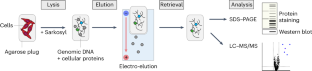 Electro-elution-based purification of covalent DNA-protein cross-links.