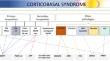 Diagnosis and Management of Progressive Corticobasal Syndrome