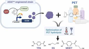 Tailored expression of ICCM cutinase in engineered Escherichia coli for efficient polyethylene terephthalate hydrolysis