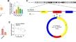 hsa_circ_0002454 controls cervical cancer cell growth and metastasis by targeting SDC4 through miR-654-3p