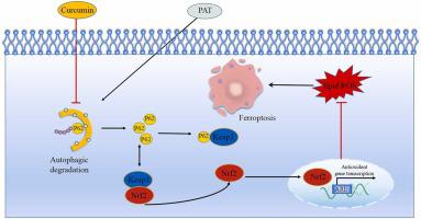 Curcumin inhibits PAT-induced renal ferroptosis via the p62/Keap1/Nrf2 signalling pathway