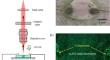 Operando Characterizations of Lithium Penetration-Induced Fracture in Solid Electrolytes