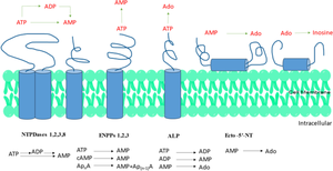 Ectonucleotidase inhibitors: targeting signaling pathways for therapeutic advancement-an in-depth review.