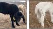 Do newborn lambs with black and white hair-coats in an equatorial semi-arid environment maintain homeothermy?