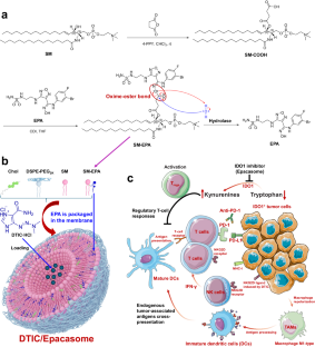 Sphingomyelin-derived epacadostat nanovesicle enhances IDO1 inhibition for improved melanoma combination immunotherapy.