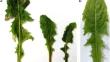 A novel virus of the family Secoviridae detected in lettuce in the United Kingdom and in dandelion in Slovakia