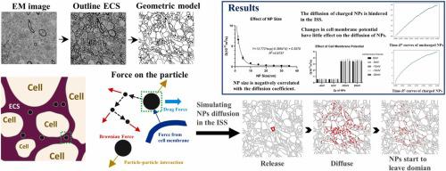 Numerical simulation study of nanoparticle diffusion in gray matter