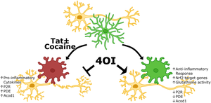 Suppression of HIV-TAT and cocaine-induced neurotoxicity and inflammation by cell penetrable itaconate esters.