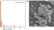 Rheological properties and the intrinsic mechanisms of fly ash/silicon-based shear thickening fluid