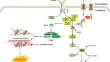 Disulfidptosis: A new type of cell death