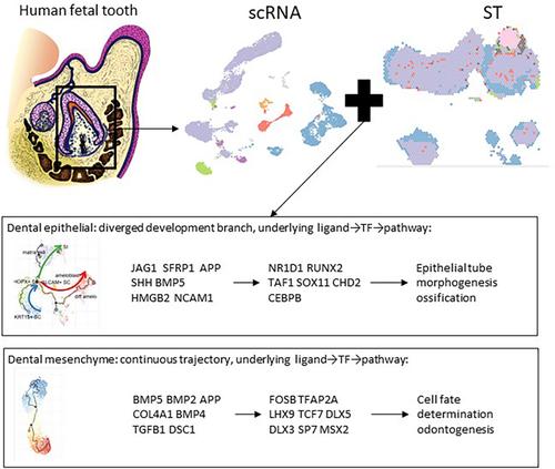 Spatiotemporal cell landscape of human embryonic tooth development