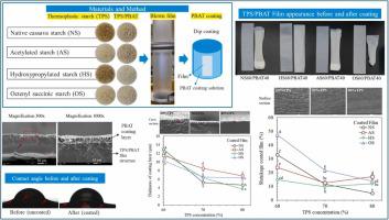 Surface adhesion and physical properties of modified TPS and PBAT multilayer film