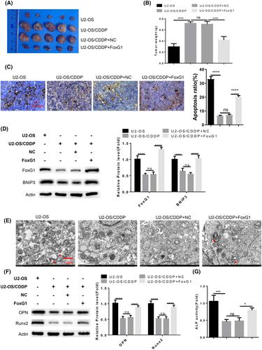 FoxG1/BNIP3 axis promotes mitophagy and blunts cisplatin resistance in osteosarcoma