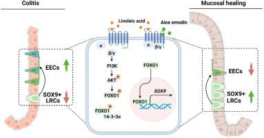 Aloe emodin promotes mucosal healing by modifying the differentiation fate of enteroendocrine cells via regulating cellular free fatty acid sensitivity