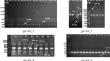 Allelic variation and genetic diversity of low-molecular-weight glutenin subunit- and α/β-gliadin encoding genes in tetraploid wheat