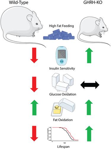 Growth hormone-releasing hormone deficiency confers extended lifespan and metabolic resilience during high-fat feeding in mid and late life