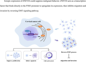 Role of ZNF334 in cervical cancer: implications for EMT reversal and tumor suppression.