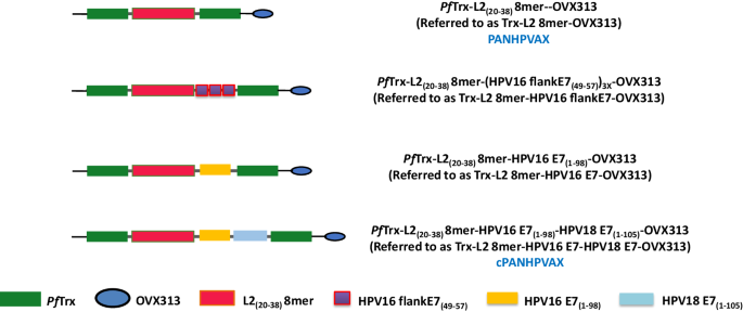 A safe and potentiated multi-type HPV L2-E7 nanoparticle vaccine with combined prophylactic and therapeutic activity.