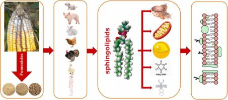 Fumonisin distorts the cellular membrane lipid profile: A mechanistic insight