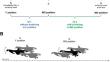 The effect of formation swimming on tailbeat and breathing frequencies in killer whales