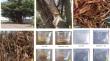 Extraction and characterization of novel biomass-based lignocellulosic fiber Ficus benghalensis bark for potential green material applications