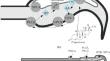 Comparative Investigation of the Mechanisms of Calcium Response in Human and Murine Spermatozoa