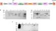 Host-induced RNA interference targeting the neuromotor gene FMRFamide-like peptide-14 (Mi-flp14) perturbs Meloidogyne incognita parasitic success in eggplant.