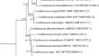 Corallococcus caeni sp. nov., a novel myxobacterium isolated from activated sludge.