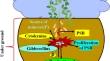 Phosphate solubilizing bacteria, Pseudomonas aeruginosa, improve the growth and yield of groundnut (Arachis hypogaea L.)