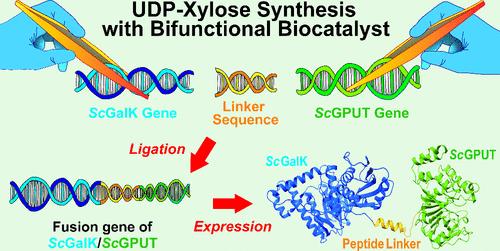 Engineering Bifunctional Galactokinase/Uridyltransferase Chimera for Enhanced UDP-d-Xylose Production