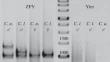 Genetic Identification of Putative Hybrids between Grey Wolf and Golden Jackal