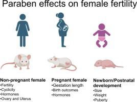 Parabens effects on female reproductive health – Review of evidence from epidemiological and rodent-based studies